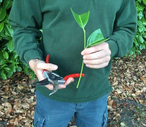 Taking laurel cuttings